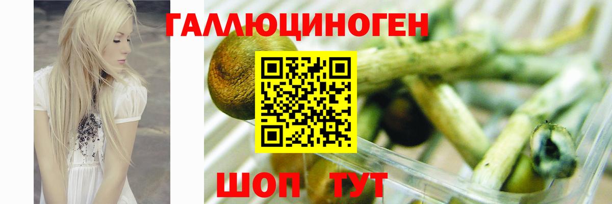 Галлюциногенные грибы мицелий  Вход с VPN  Галлюциногенные грибы Psilocybine cubensis  Тверь 